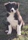 Chiots Border collie prt  ladoption aussi ...