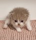 Chaton scottish fold