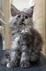 850e   superbes chatons Maine Coon avec pedigree