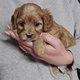 Irrsistibles Chiots Cavapoo