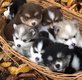 Splendide Chiots Pomsky