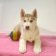 Splendides chiots Husky Sibrien