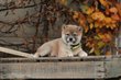 SHiba Inu chiots , elevage des Shibas