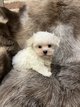 Bichon Maltais chiots