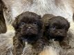 Shih Tzu chiots