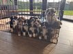 Adorables chiots Berger Australien  rserver...