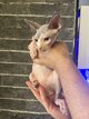 Chaton sphynx