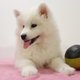 Magnifiques chiots Samoyede