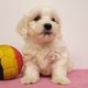 Adorables chiots Bichon Maltais