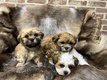 Lhasa apso chiots