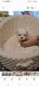 Bichon maltais petit gabarit