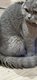 British shorthair Blue pour saillie