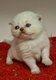 Chaton scottish fold