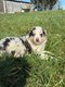 Chiots Border Collie  la ferme