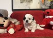 Chiots Shih Tzu