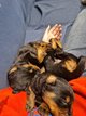 Chiots Beaucerons