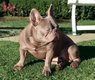 Superbe mle bouledogue franais isabella newshade