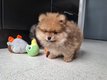 Chiot pomeranien nounours Pedigree Saint-Hubert