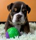 Chiot bouledogue anglais