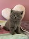 Magnifiques chatons British