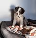 Chiot Border Collie mle