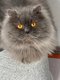 Adorables Male British Longhair Bleu saillie