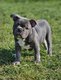 Chiot Bouledogue Franais  bleu tan