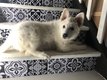 Berger blanc suisse mle 2 mois 1/2