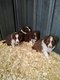 Chiots borders collies chocolats