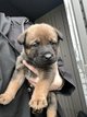 Chiot malinois X rottweiler