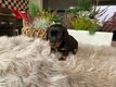 Dachshund puppy for sale  loving & playful...