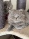 Adorables Chatons British Longhair bleu