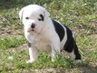 Chiot de race bulldog / bouledogue continental