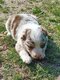 Magnifiques chiots Border Collie