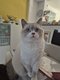 Ugo, British Shorthair clin  adopter