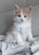 Chaton femelle Maine coon Crme and white...