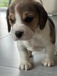 Chiots beagle