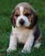 Chiots beagle avec pedigree