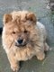 Chiots : Magnifiques ChowChow pure race