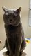 Chartreux mle  donner