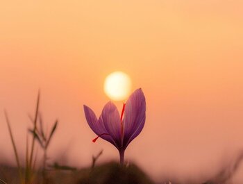 Moeder Aarde omvat onze Kosmische
Zelf.